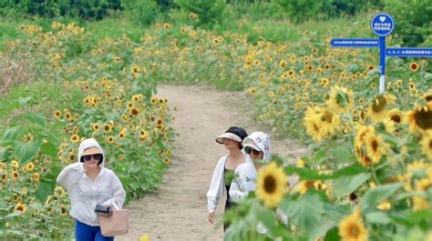 镜头眉山这片向日葵花海开正艳