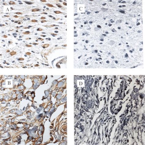 Representative Examples Of The Immunohistochemical Localization Of