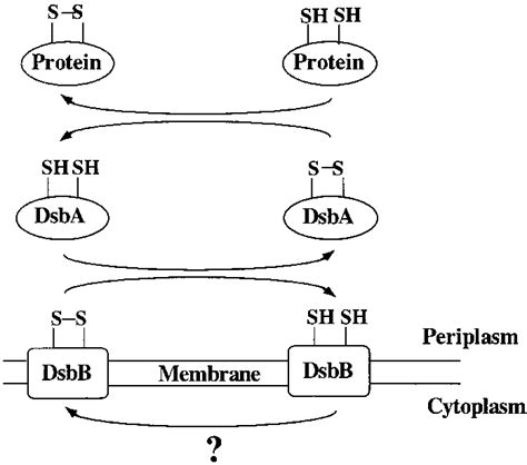 The Major Pathway Of Disulfide Bond Formation In The Periplasm Of E