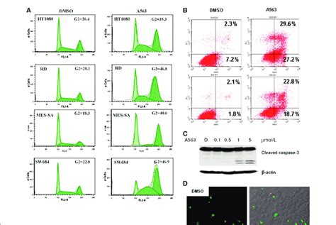 Akt Blockade Induced G 2 Cell Cycle Arrest And Apoptosis In Sts Cells