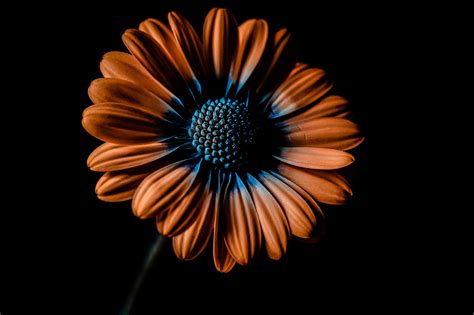 Orange Daisy :: Behance