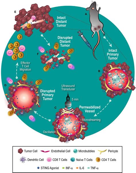 Scheme Schematic Illustration Of The Sonoporation Enhanced Delivery