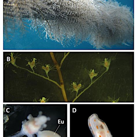 Maturation Stage Of Hydroid Colonies Sexual Reproductive Structures And