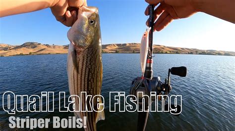 Quail Lake Fishing Striper Boils Youtube