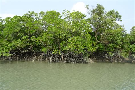 Gambar Pohon Sungai Kolam Kendaraan Rimba Flora Jalan Air