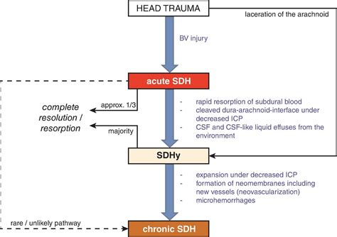 brain trauma clinical tree