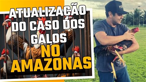 Novas Atualiza Es Dos Galos Apreendidos No Amazonas Youtube