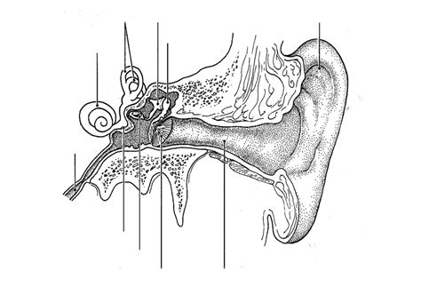 Senses Of Hearing And Equilibrium Diagram Quizlet