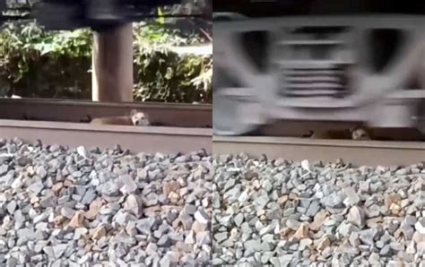 Video Perrito se queda dormido en las vías y tren le pasa encima