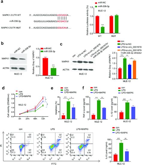 Mir 338 3p Targets Mapk1 A The Presence Of Mir 338 3p Binding Site