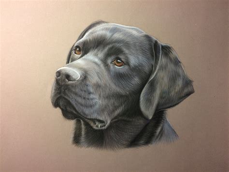 Dessin De Labrador Au Pastel Dessin Chien Dessin Danimal Dessin