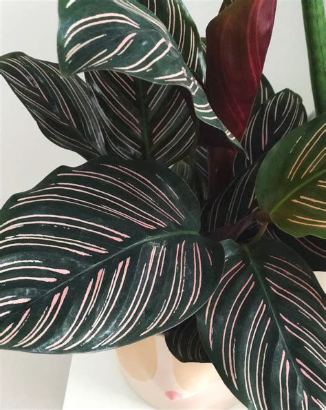 Calathea Ornata Pinstripe Calathea Care Guide Tips Calathea Plant Images