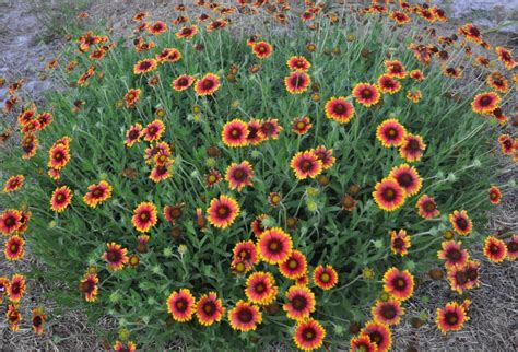 Indian Blanket flower Seeds (Gaillardia Pulchella), | Indian blanket ...