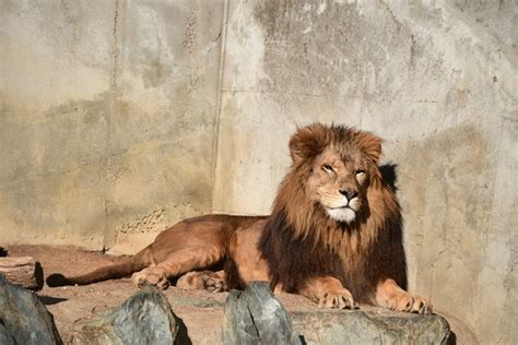 かみね動物園 Images Browse 142 Stock Photos Vectors and Video Adobe Stock