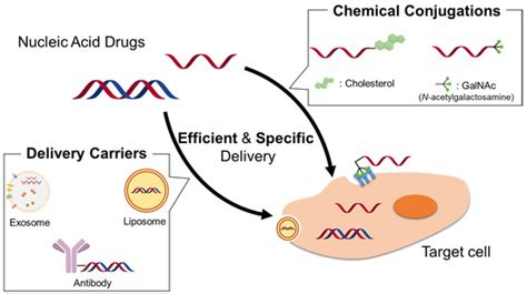 Cancers Free Full Text Recent Advances In The Delivery Carriers And