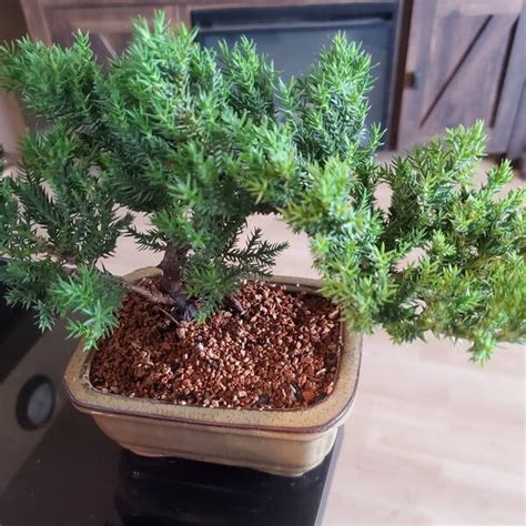 Japanese Dwarf Juniper Bonsai Tree Great T Etsy