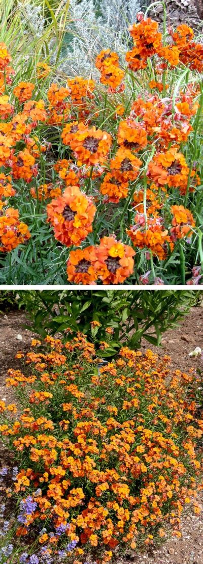 Hoo House Nursery - Erysimum 'Apricot Twist'