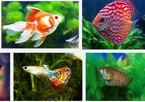 Jenis Ikan Hias Aquarium Terlengkap Yang Gampang Dipelihara Cara