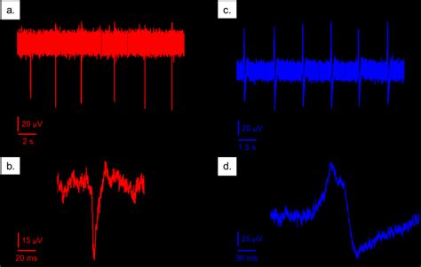 Figure S5 Extra And Intra Cellular Recording On HL 1 Cardiomyocytes