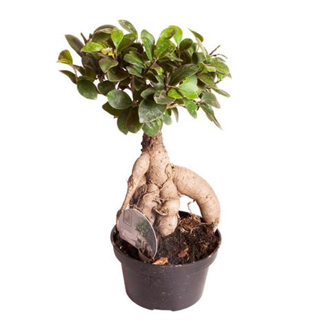 Yougarden Ficus Microcarpa Ginseng Cm Studio