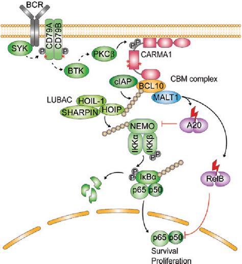 Figure From Lymphocyte Signaling And Activation By The Carma Bcl