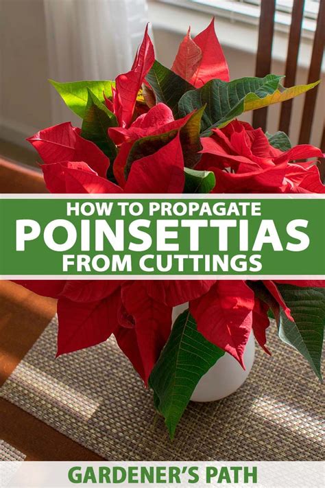 Plants And How To Take Cuttings Artofit