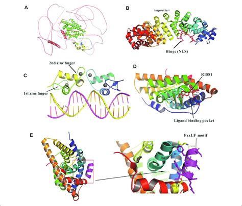 Crystal Structures Of Full Length And Domains Of Dbd Hinge And Lbd Download Scientific