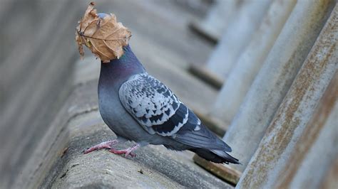 Voici Les Photos Danimaux Lues Les Plus Dr Les De Lann E Le Bonbon