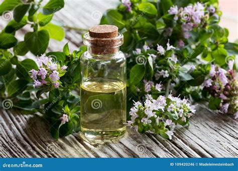 A Bottle Of Oregano Essential Oil With Fresh Blooming Oregano Twigs