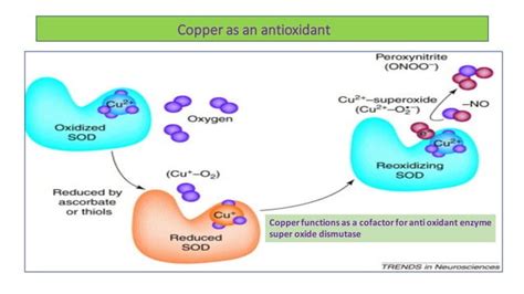 Copper Metabolism And Its Clinical Significance Ppt