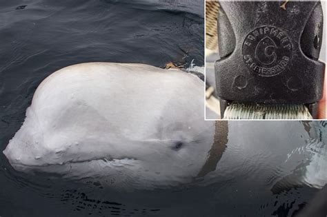 Suspected Russia Trained Spy Whale Seen Off Swedens Coast