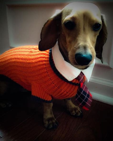 Dapper Doxie | Puppies, Doxie, Dogs