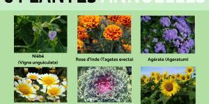 Plantes Mono Ques D Finition Caract Ristiques Et Exemples