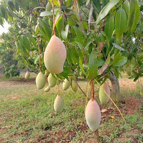 Totapuri Mango Hasiru Agro