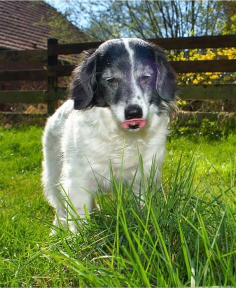 Ask the Vet: Why is My Dog Eating Grass and Vomiting? - Dog Discoveries