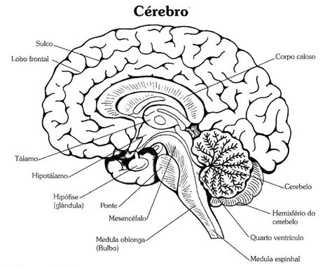 Desenhos De C Rebro Humano Para Colorir E Imprimir Colorironline