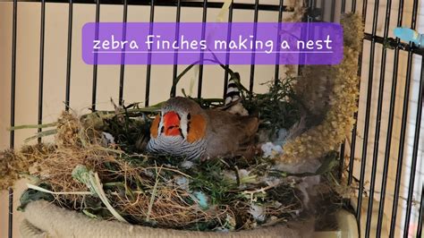 Zebra Finches Making A Nest Youtube