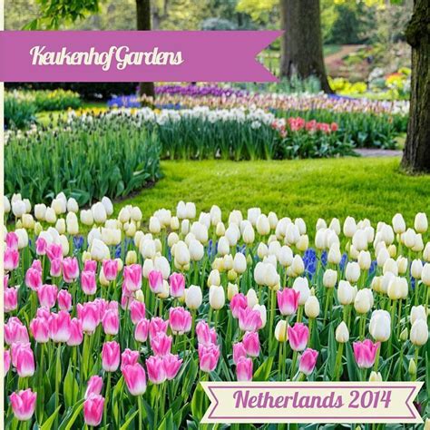 25 Facts About Keukenhof Gardens And Tulips In The Netherlands CheeseWeb