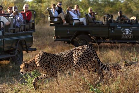 Tripadvisor Private ganztägige Safari Tour durch den Krüger