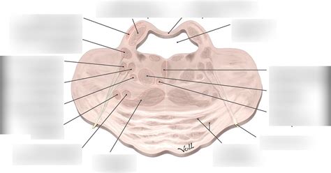 Hirnstamm Pons Querschnitt Diagram Quizlet