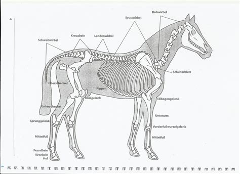 Asvanara Pferdemensch Das Skelett Des Pferdes