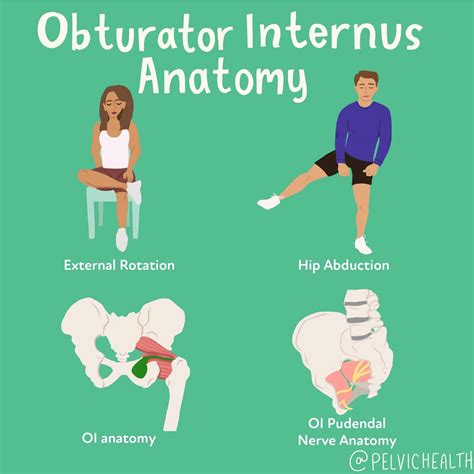 Obturator Internus Anatomy Dysfunction And Symptoms