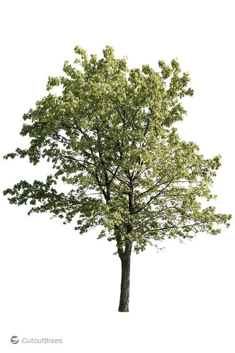 Acer Platanoides L20 Tree Photoshop Architectural Trees Photoshop