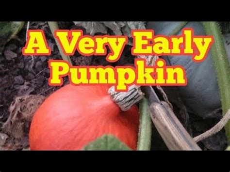 Early Uchiki Kuri Pumpkin First Winter Squash In August No Dig