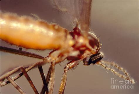 Gnats Eye and Body Photograph by Wernher Krutein