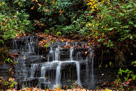 Pisgah National Forest - Walking Among Birds