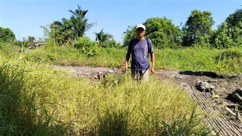 Pengelolaan Lahan Pertanian Pasang Surut Part Edisi Penyemprotan