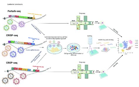 A General Methodology Of Crispr Screening Platforms Figure Created