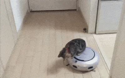 All The Best Cat Roomba GIFs - Home Rider Systems