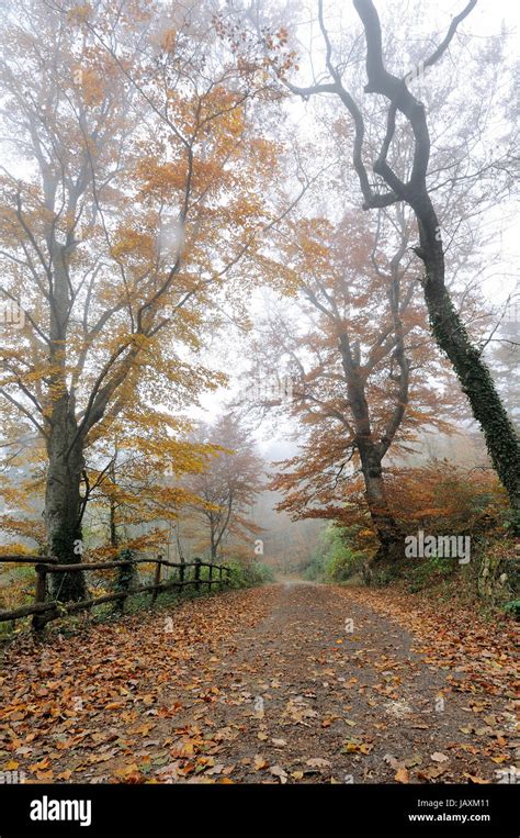 Autumn Forest In The Foggy Morning Stock Photo Alamy